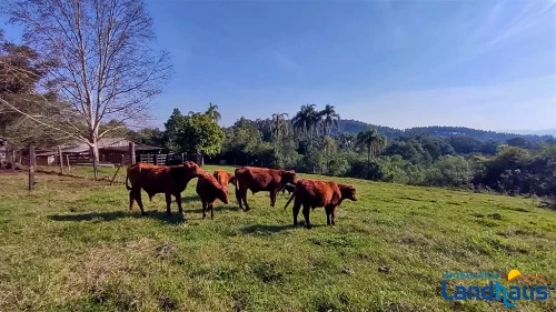 Área de Terras / Chácaras à venda em Nova Vila, Ivoti