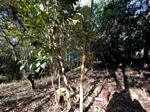 Terreno à venda em Travessão, Dois Irmãos
