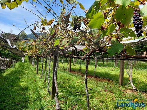 Área de Terras / Chácaras à venda em 48 Alta, Ivoti