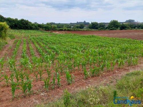 Área de Terras / Chácaras à venda em Centro, São José do Hortêncio