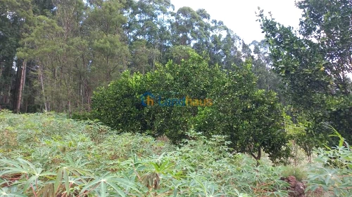 Área de Terras / Chácaras à venda em Picada Schneider, Presidente Lucena