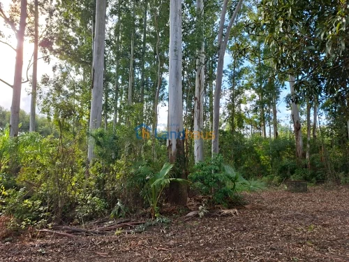 Área de Terras / Chácaras à venda em Macaco Branco, Portão